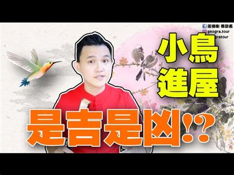 麻雀來家裡|【麻雀進家】麻雀進家預示好運還是衰運？飛進屋內這5徵兆要注。